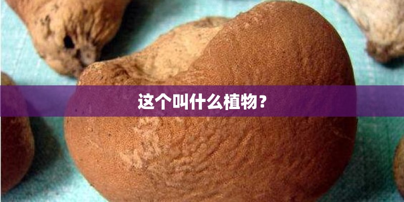 这个叫什么植物？