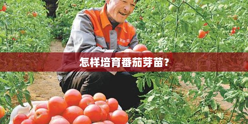 怎样培育番茄芽苗? 怎样培育番茄芽苗?