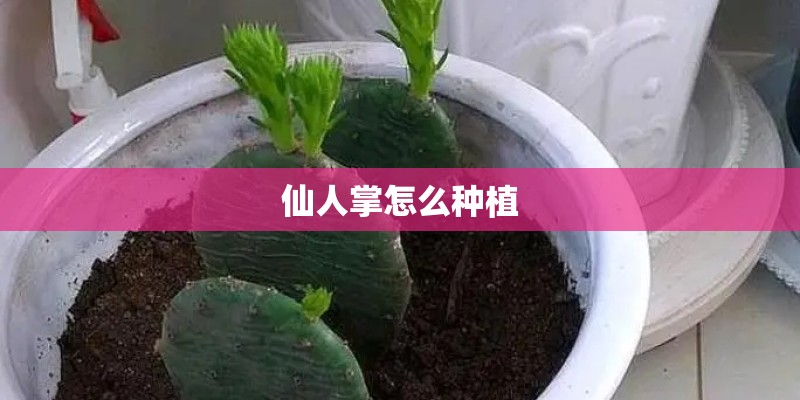 仙人掌怎么种植