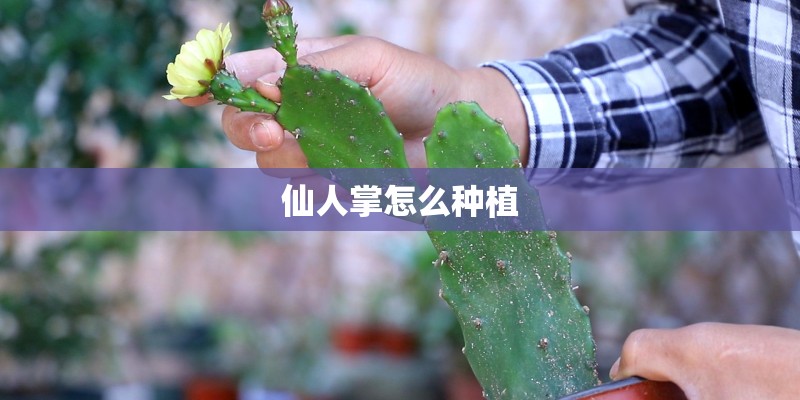 仙人掌怎么种植