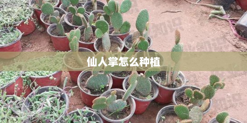 仙人掌怎么种植
