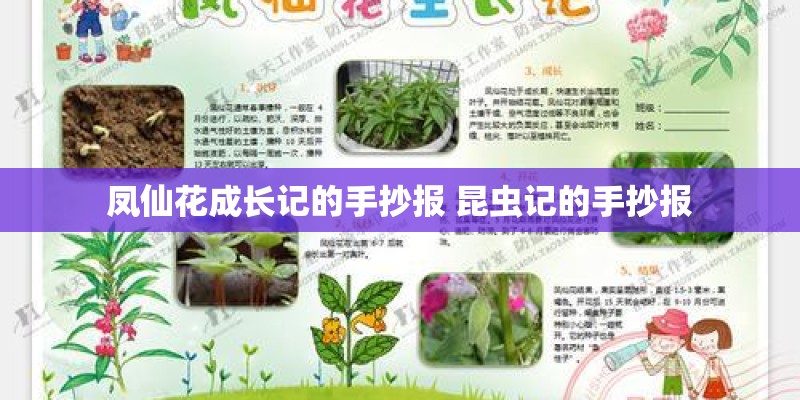 凤仙花成长记的手抄报 昆虫记的手抄报