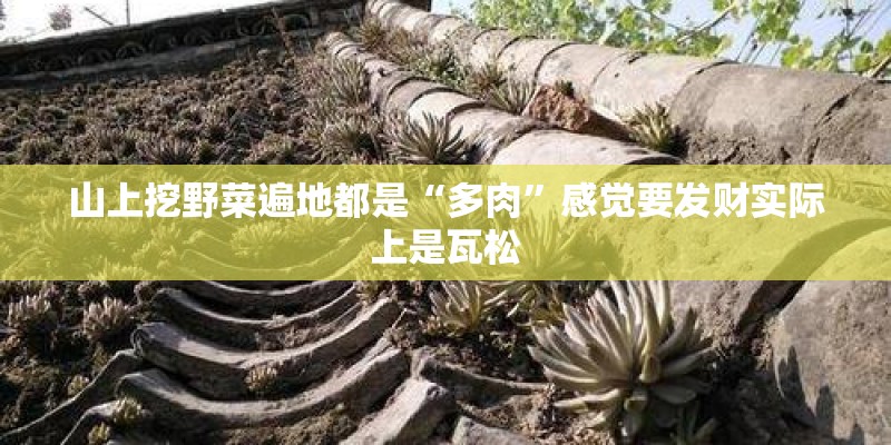 山上挖野菜遍地都是“多肉”感觉要发财实际上是瓦松