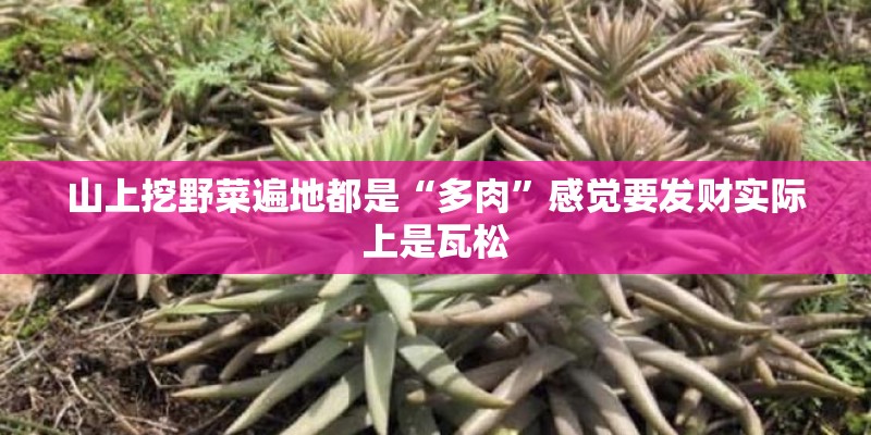 山上挖野菜遍地都是“多肉”感觉要发财实际上是瓦松