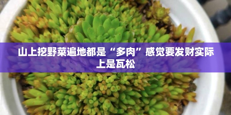 山上挖野菜遍地都是“多肉”感觉要发财实际上是瓦松