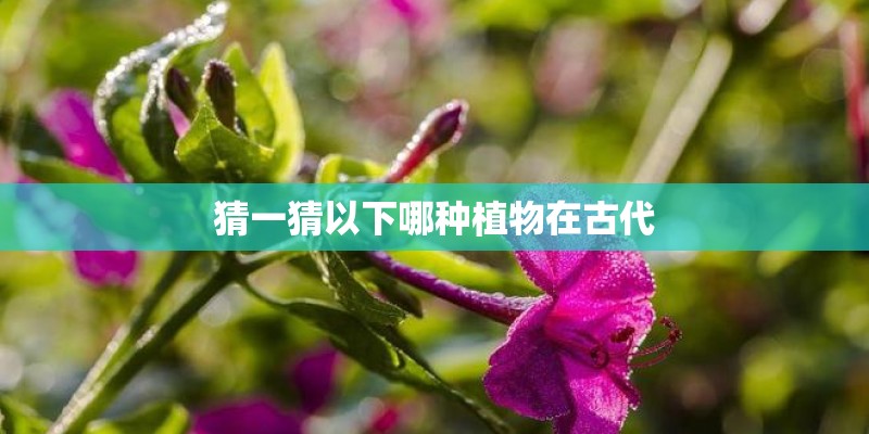 猜一猜以下哪种植物在古代