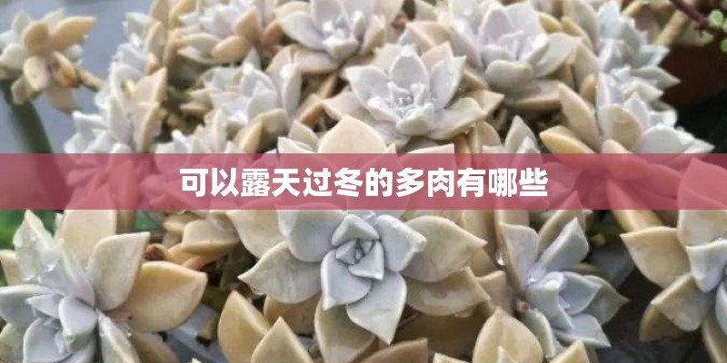 可以露天过冬的多肉有哪些
