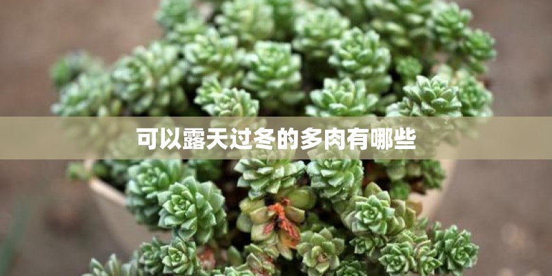 可以露天过冬的多肉有哪些