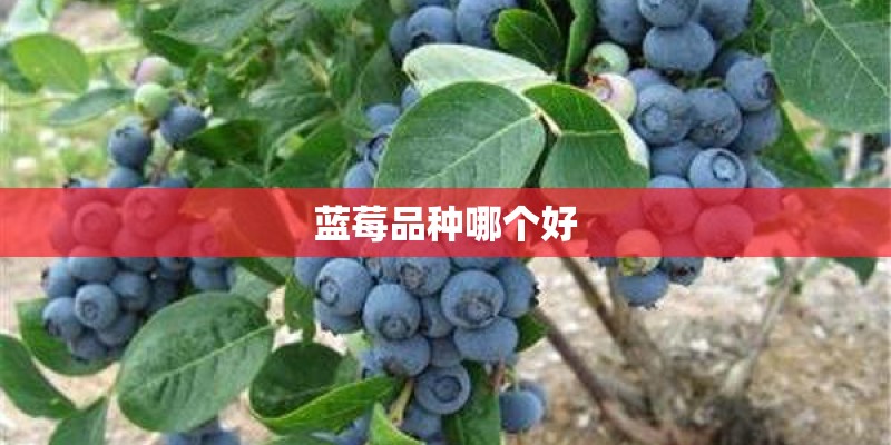 蓝莓品种哪个好