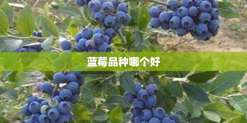 蓝莓品种哪个好