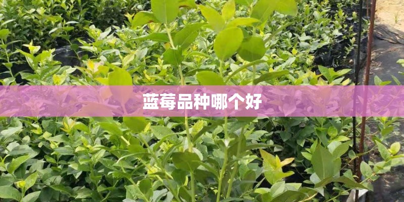 蓝莓品种哪个好