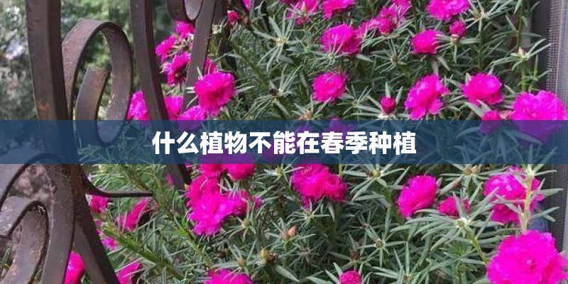 什么植物不能在春季种植