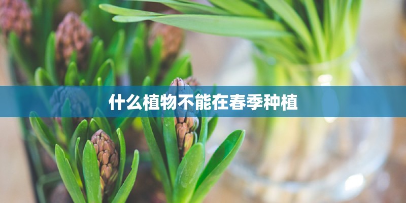 什么植物不能在春季种植