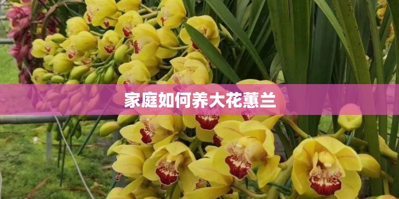 梦见公公婆婆在植树