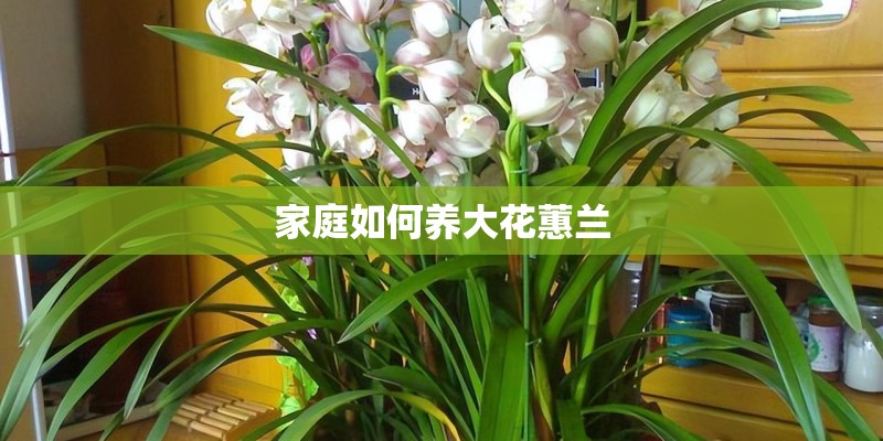 家庭如何养大花蕙兰