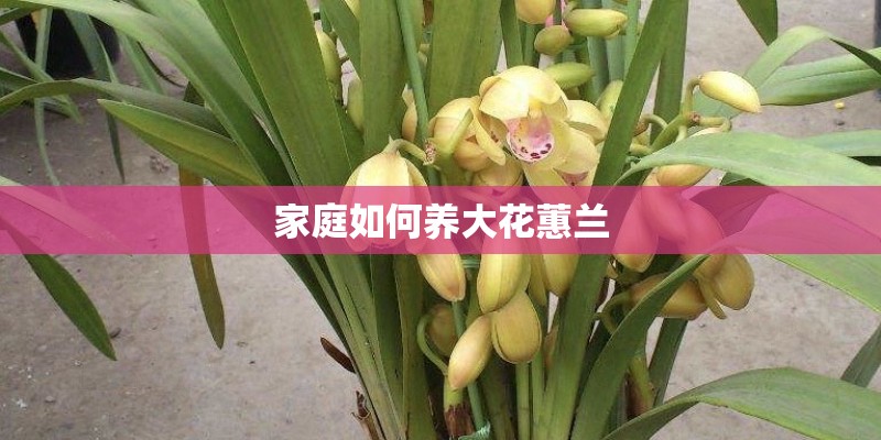 家庭如何养大花蕙兰
