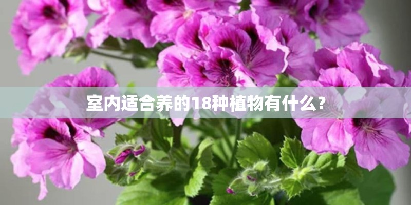 室内适合养的18种植物有什么? 室内适合养的18种植物有什么?