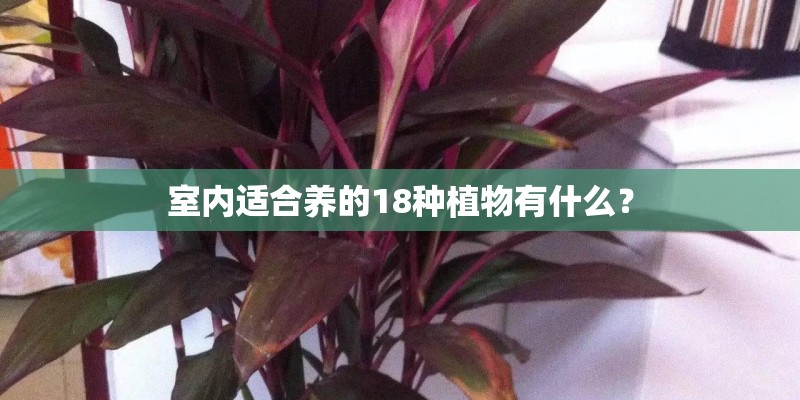 室内适合养的18种植物有什么? 室内适合养的18种植物有什么?