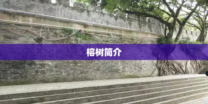 榕树简介 榕树简介
