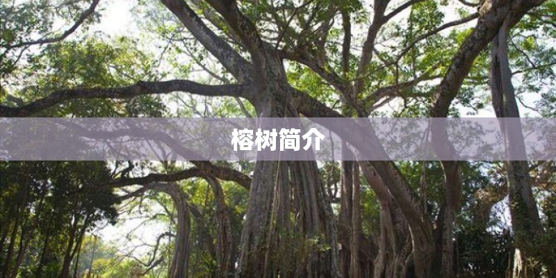 榕树简介 榕树简介