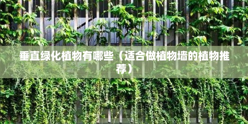 垂直绿化植物有哪些(适合做植物墙的植物推荐) 垂直绿化植物有哪些(适合做植物墙的植物推荐)