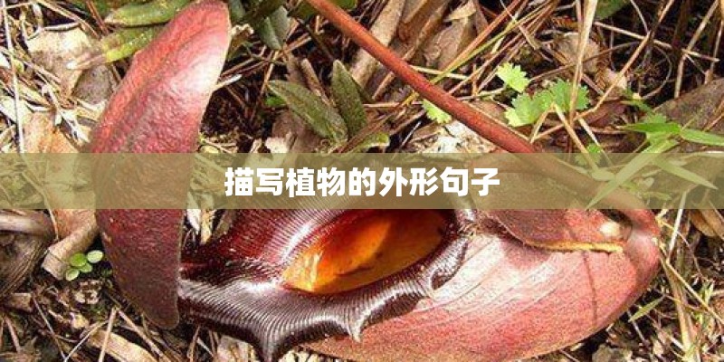描写植物的外形句子