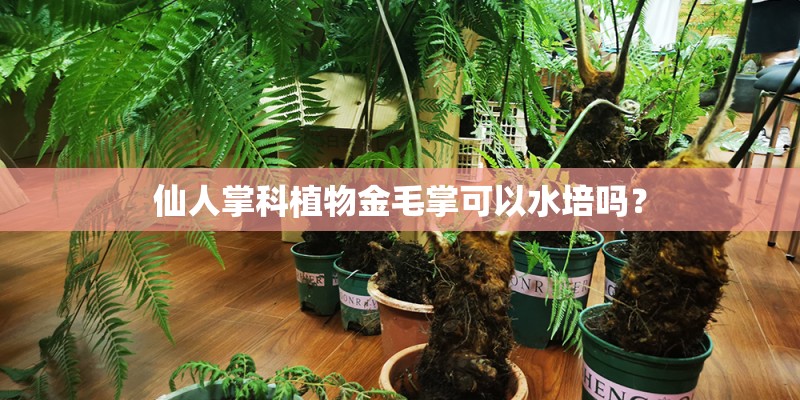 仙人掌科植物金毛掌可以水培吗？