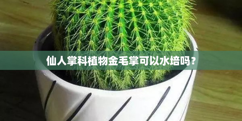 仙人掌科植物金毛掌可以水培吗？
