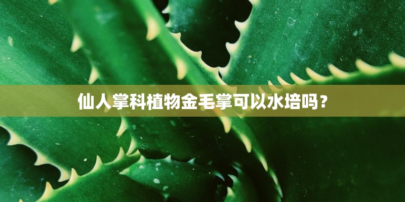 仙人掌科植物金毛掌可以水培吗？