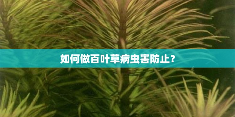 如何做百叶草病虫害防止？
