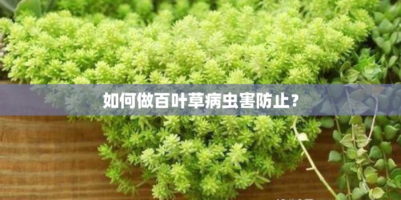 如何做百叶草病虫害防止？