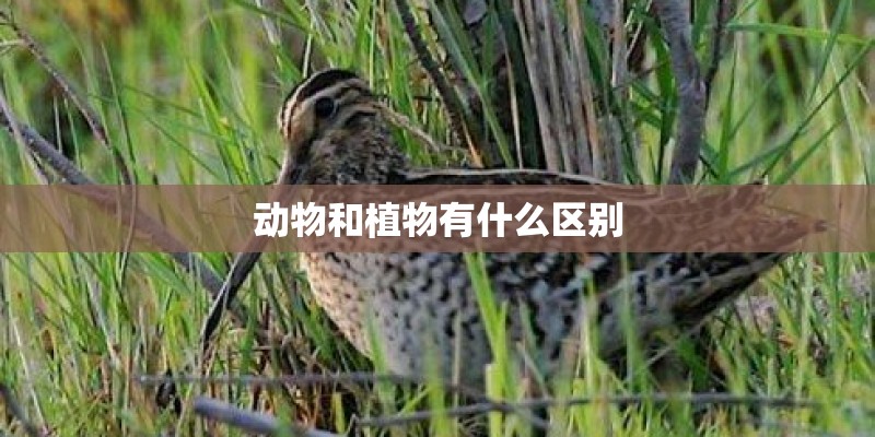 动物和植物有什么区别