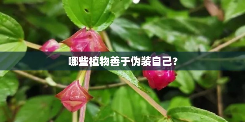哪些植物善于伪装自己？