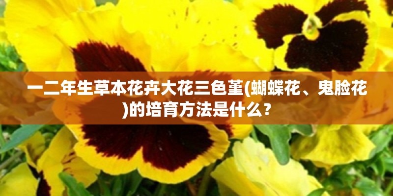 一二年生草本花卉大花三色堇(蝴蝶花、鬼脸花)的培育方法是什么？