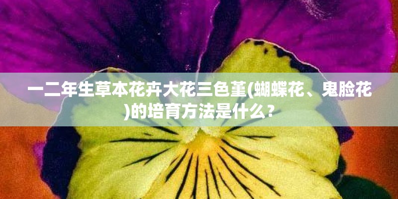 一二年生草本花卉大花三色堇(蝴蝶花、鬼脸花)的培育方法是什么？