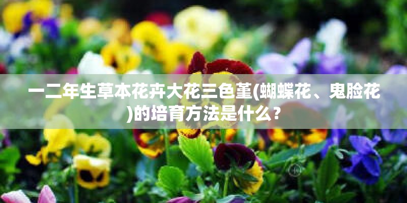 一二年生草本花卉大花三色堇(蝴蝶花、鬼脸花)的培育方法是什么？
