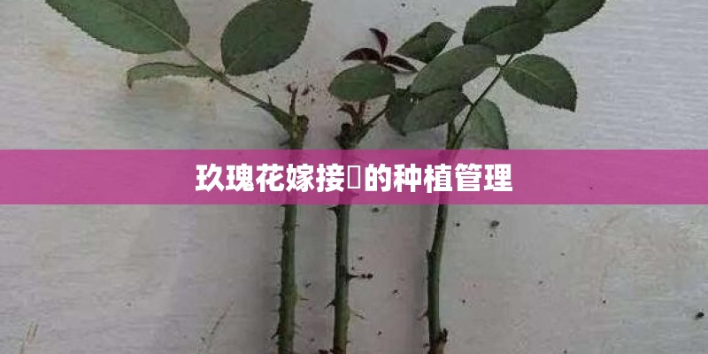 玖瑰花嫁接苖的种植管理