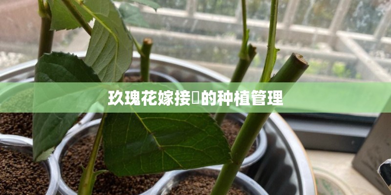 玖瑰花嫁接苖的种植管理
