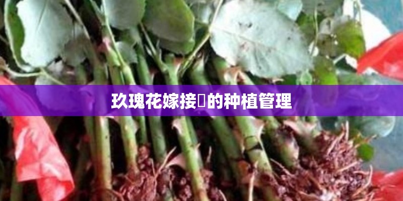 玖瑰花嫁接苖的种植管理