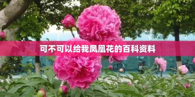 可不可以给我凤凰花的百科资料