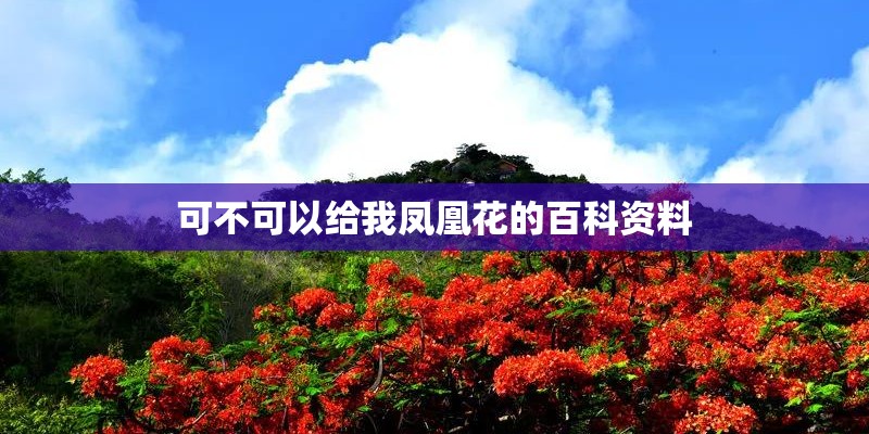 可不可以给我凤凰花的百科资料