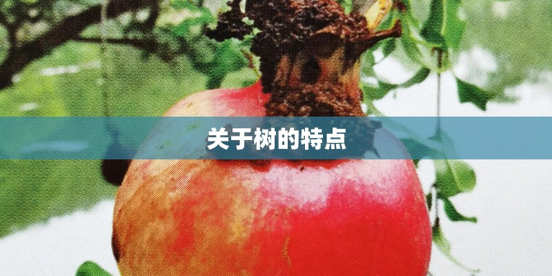 关于树的特点