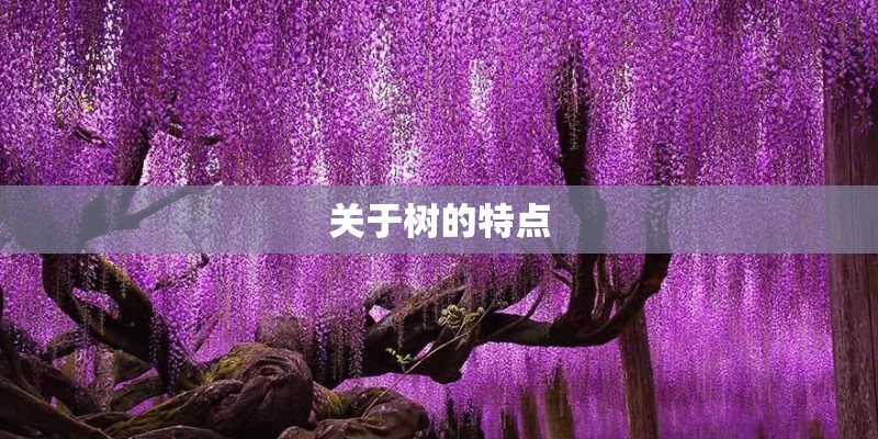 关于树的特点
