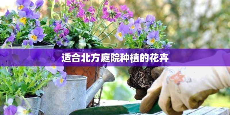 适合北方庭院种植的花卉