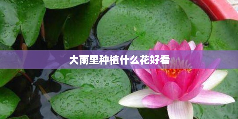 大雨里种植什么花好看