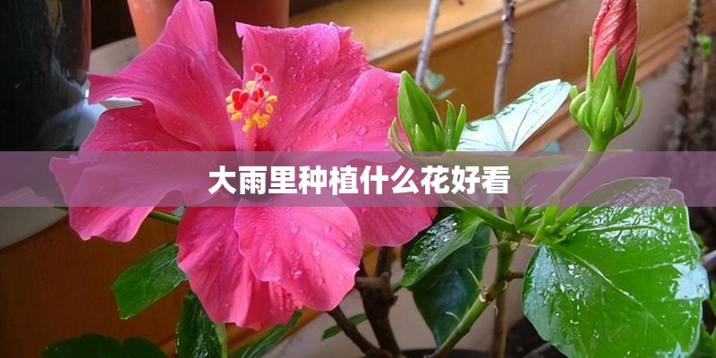 大雨里种植什么花好看