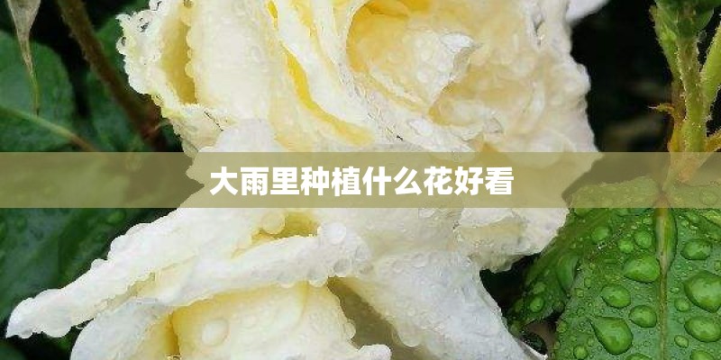 大雨里种植什么花好看