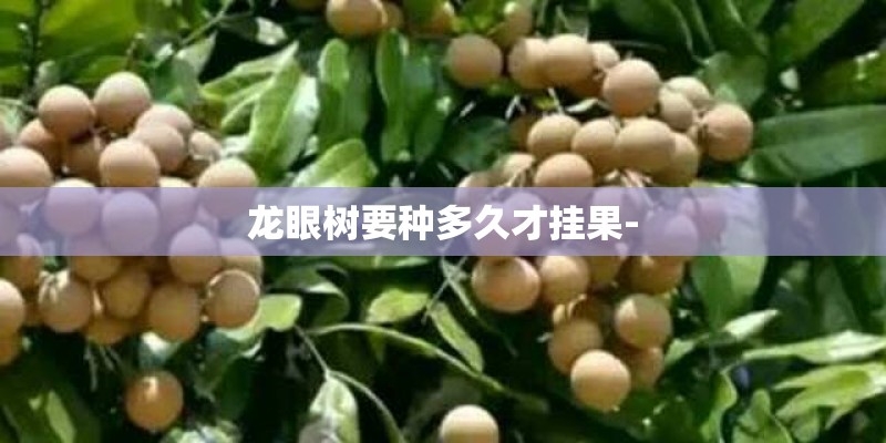 大雨里种植什么花好看