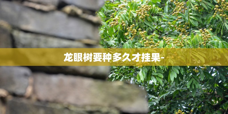 龙眼树要种多久才挂果-