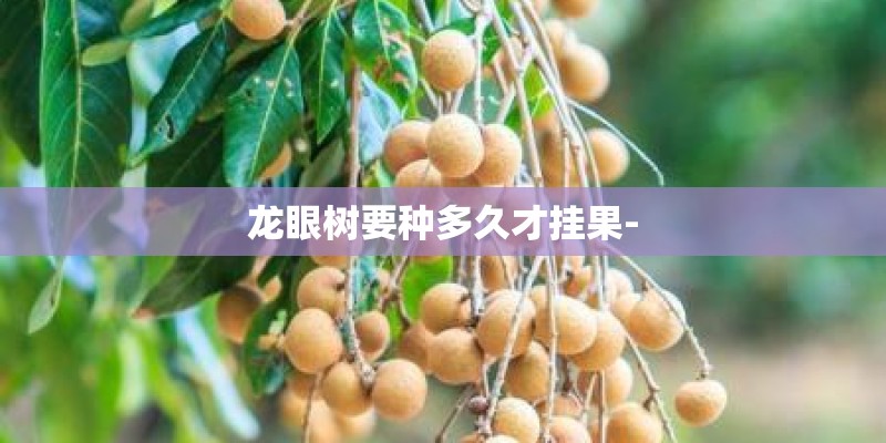 龙眼树要种多久才挂果-